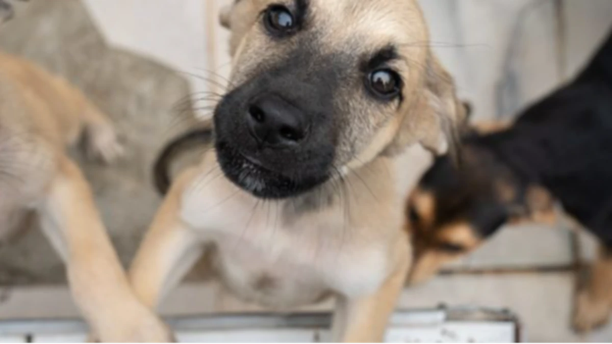 CCZ de Caraguatatuba abre agendamento para castração de cães e gatos