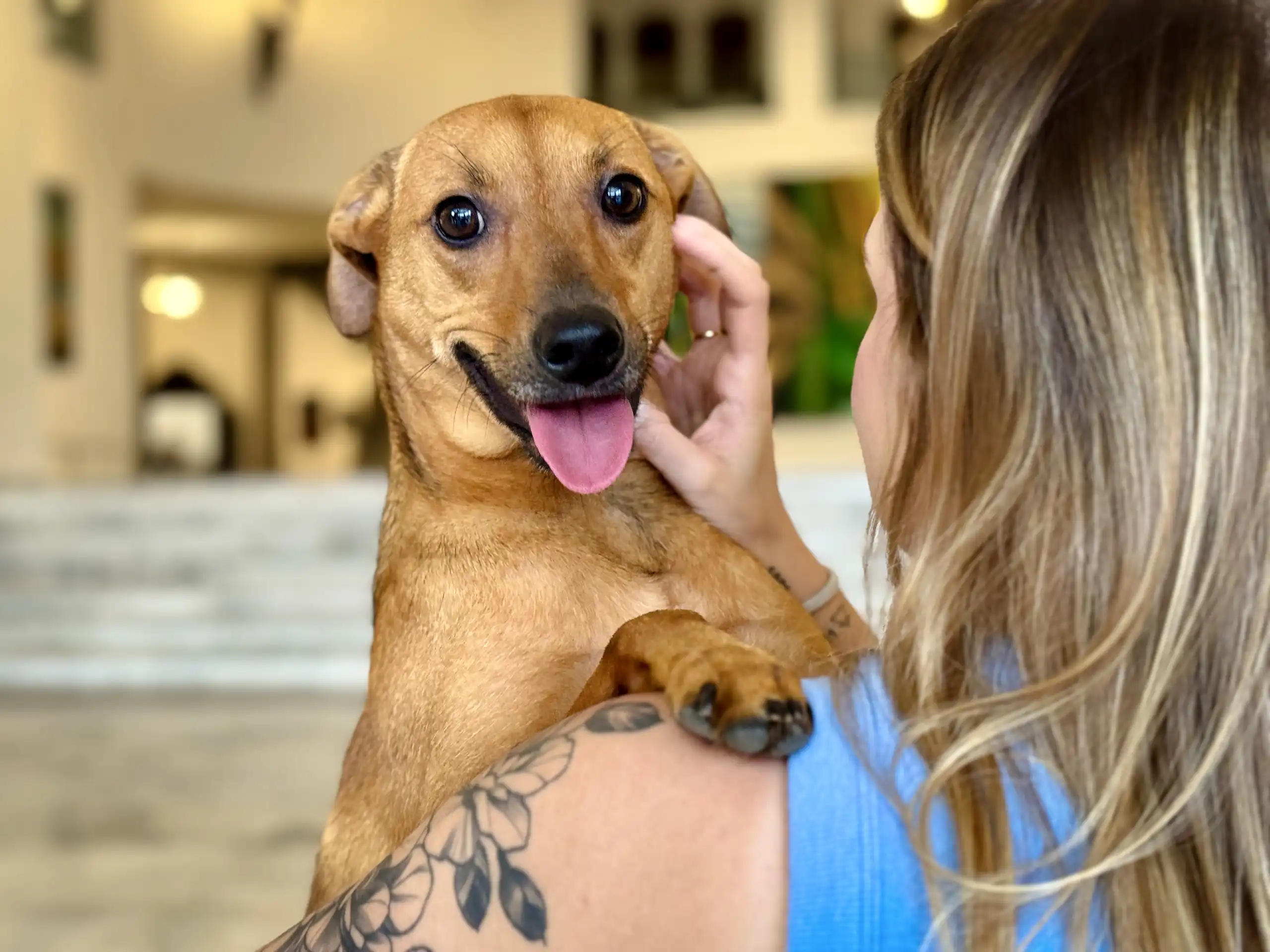 Nova lei em São Paulo permite que pets sejam enterrados junto aos tutores