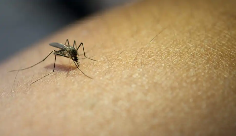 Vale do Paraíba registra primeira morte por febre amarela em 2026