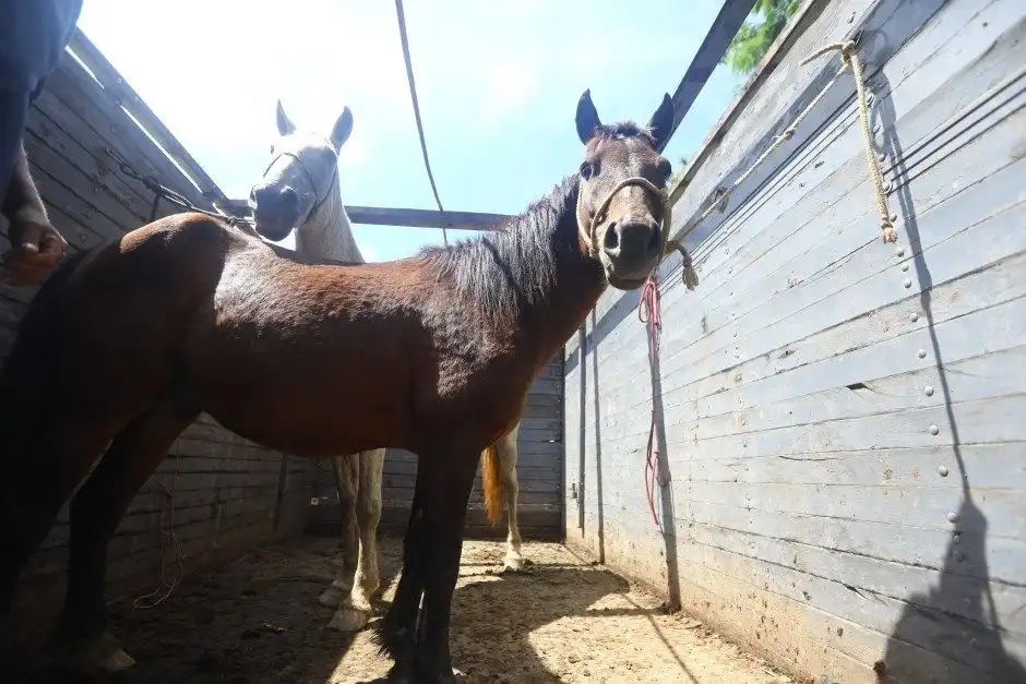 Prefeitura de São José apresenta feira de adoção de animais de grande porte nesta quinta (13)