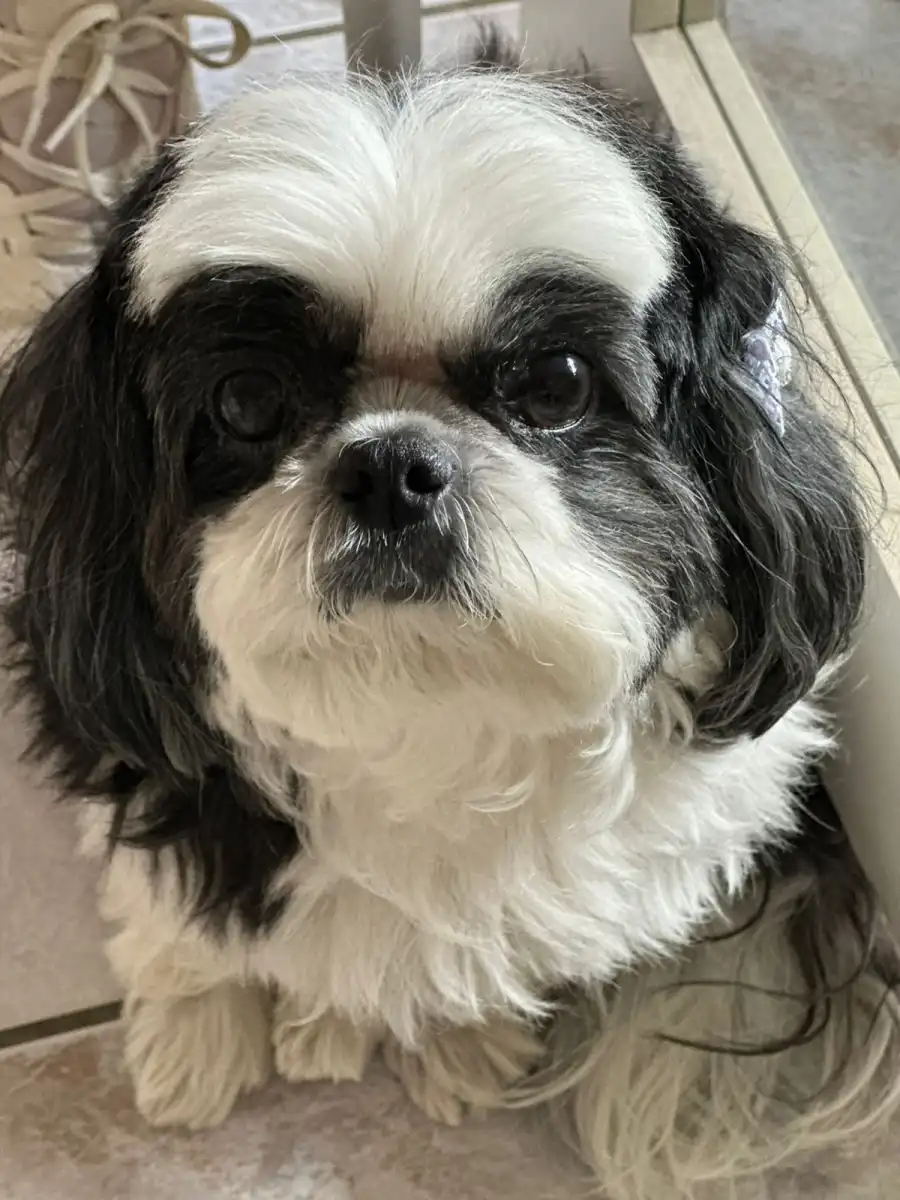 Shihtzu atacada por pitbulls em São José recebe alta de clínica veterinária
