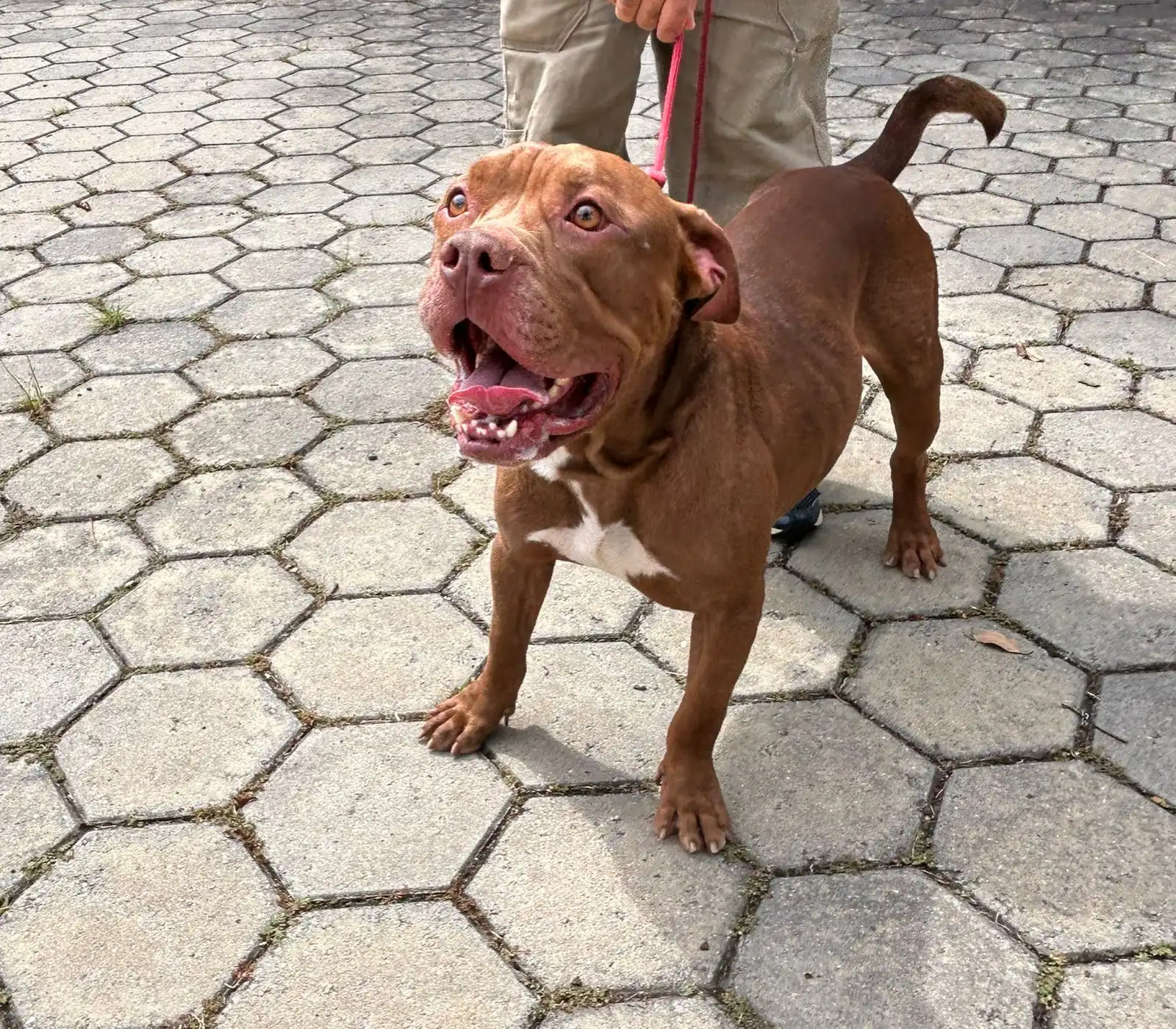 "Adote o Toddy", Cãozinho é abandonado amarrado em portão de abrigo de animais em Jacareí