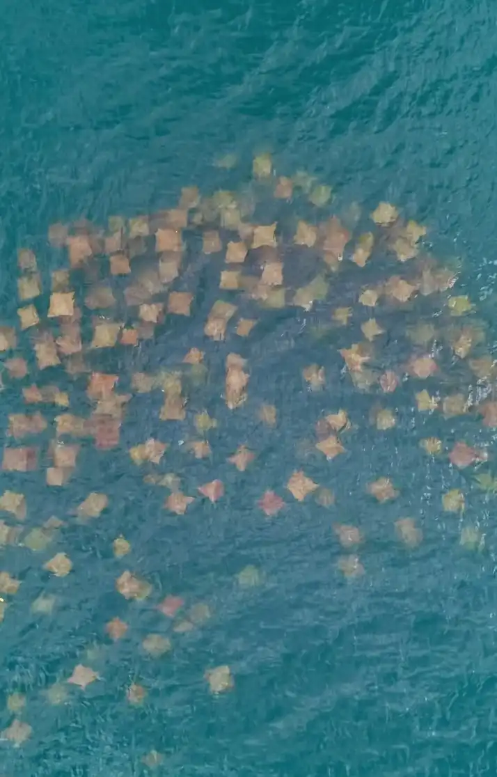 Cardume de raias é flagrado em Ubatuba