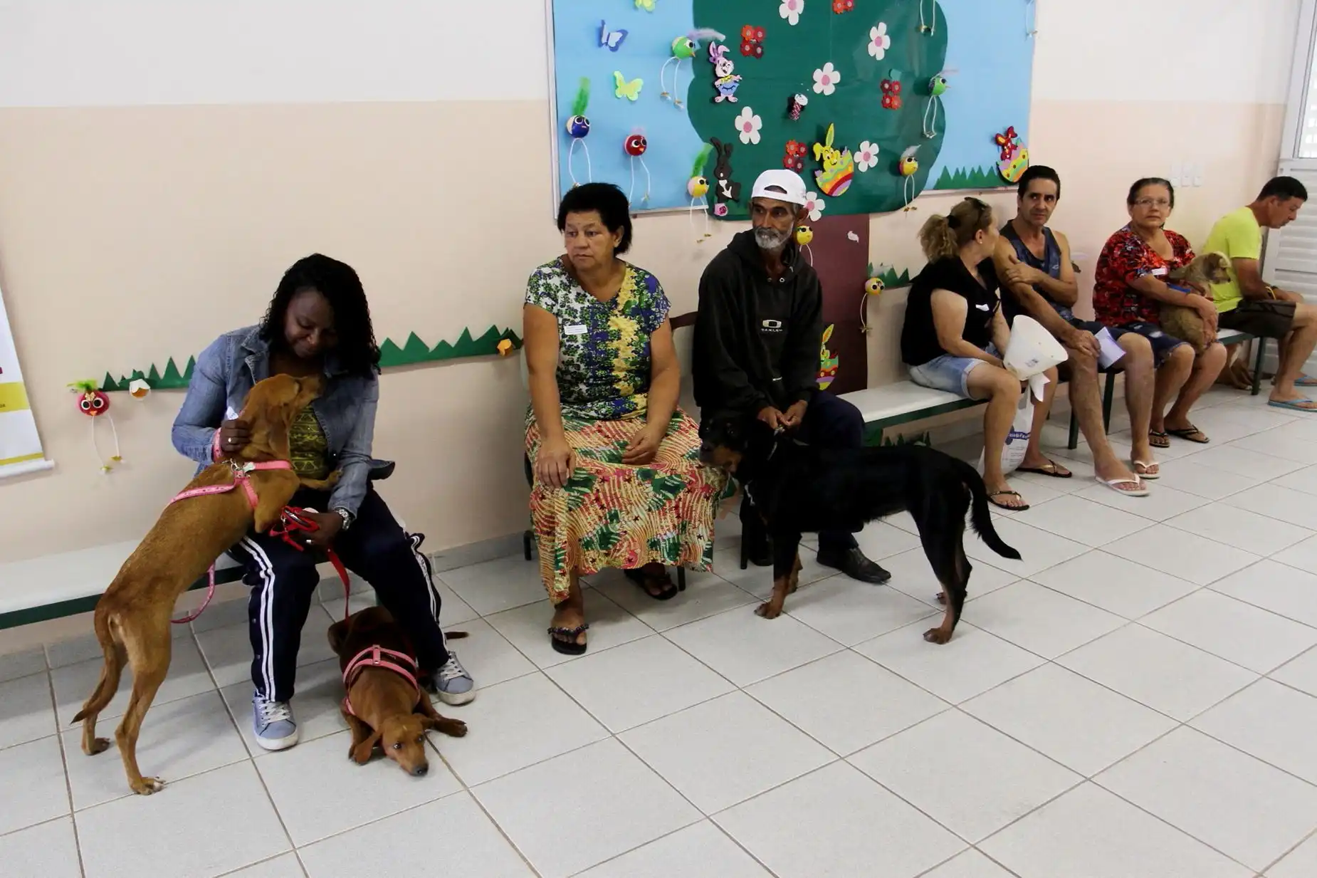 Interessados em mutirão de castração em agosto devem retirar senha e possuir RGA dos animais
