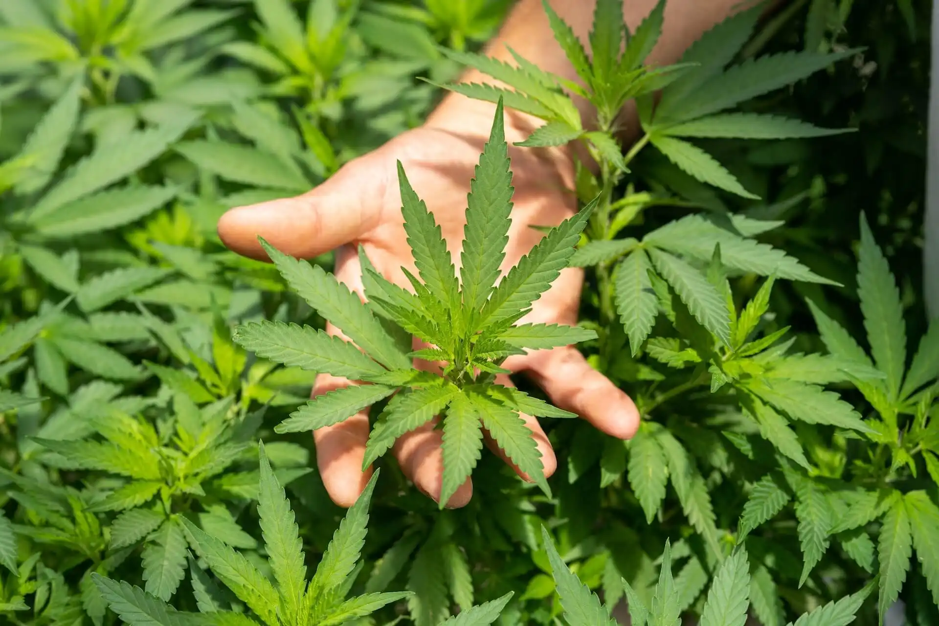 STJ libera plantio de cannabis para pacientes
