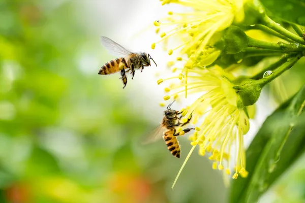Dia mundial das abelhas: 80% das plantas utilizadas na produção de alimentos dependem da polinização das abelhas