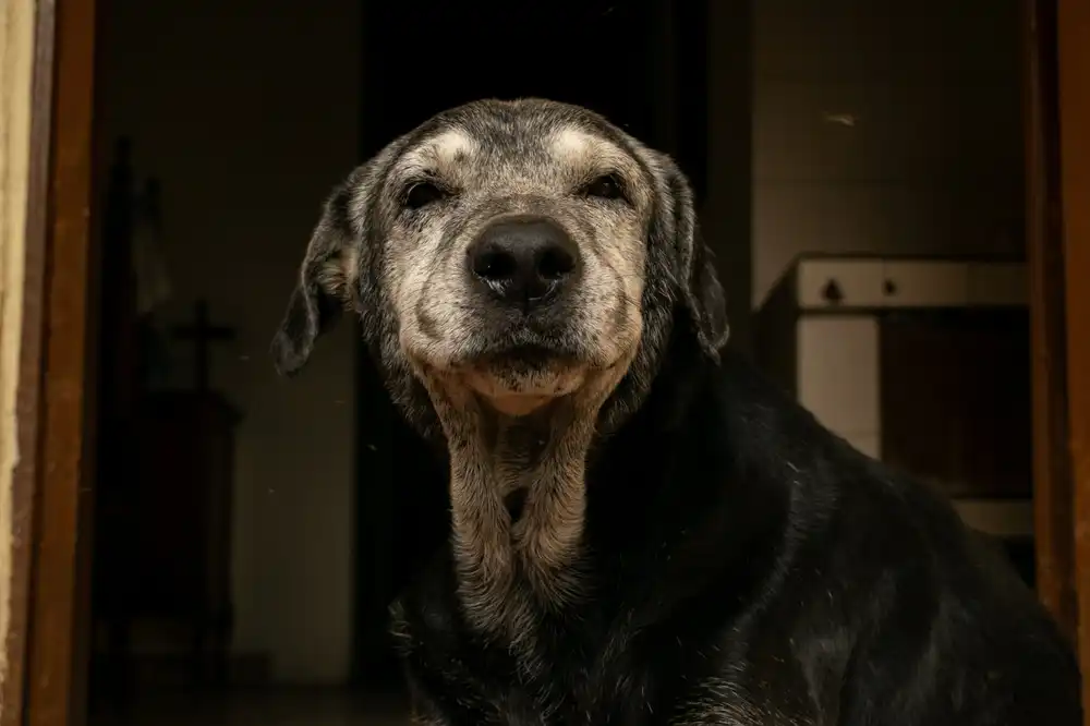 Pets também ficam mais “rabugentos” com a idade, revela estudo