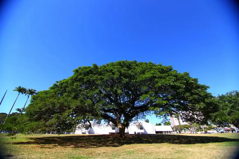 São José sediará evento internacional sobre florestas urbanas