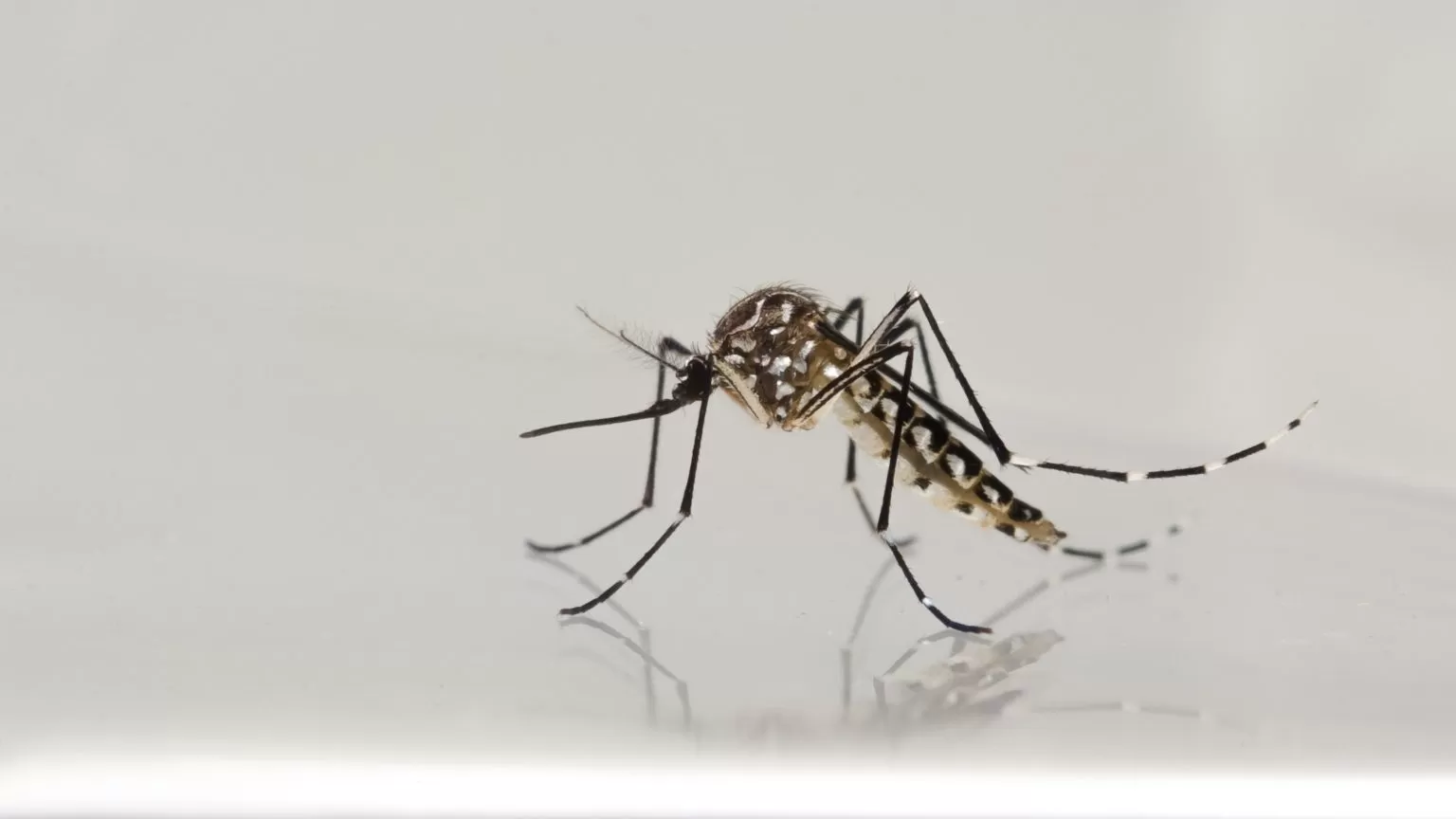 São José dos Campos confirma primeira morte por dengue em 2026 e acende alerta na região