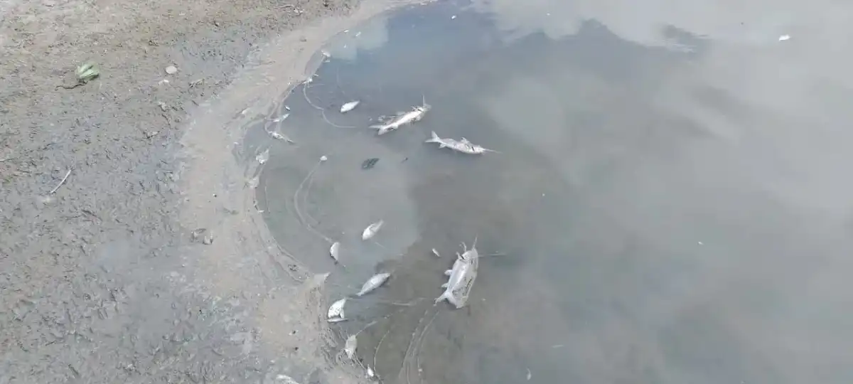 Peixes mortos aparecem nas margens do Rio Paraíba do Sul