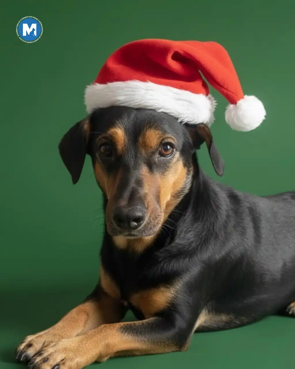 Pets abandonados ”fazem” cartinhas pedindo adoção como presente de Natal