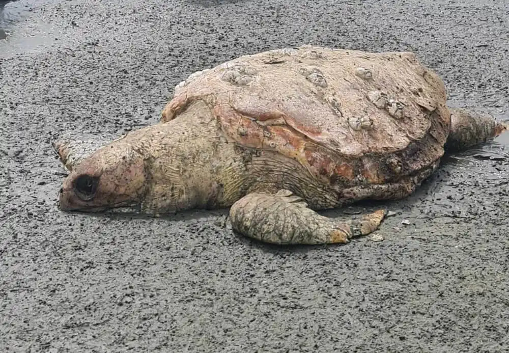 Tartaruga de espécie ameaçada de extinção é encontrada morta em praia