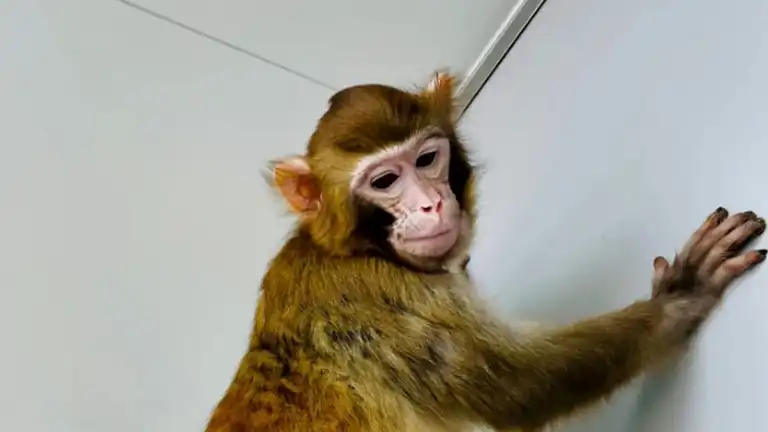 Pesquisadores chineses clonam primeiro macaco rhesus