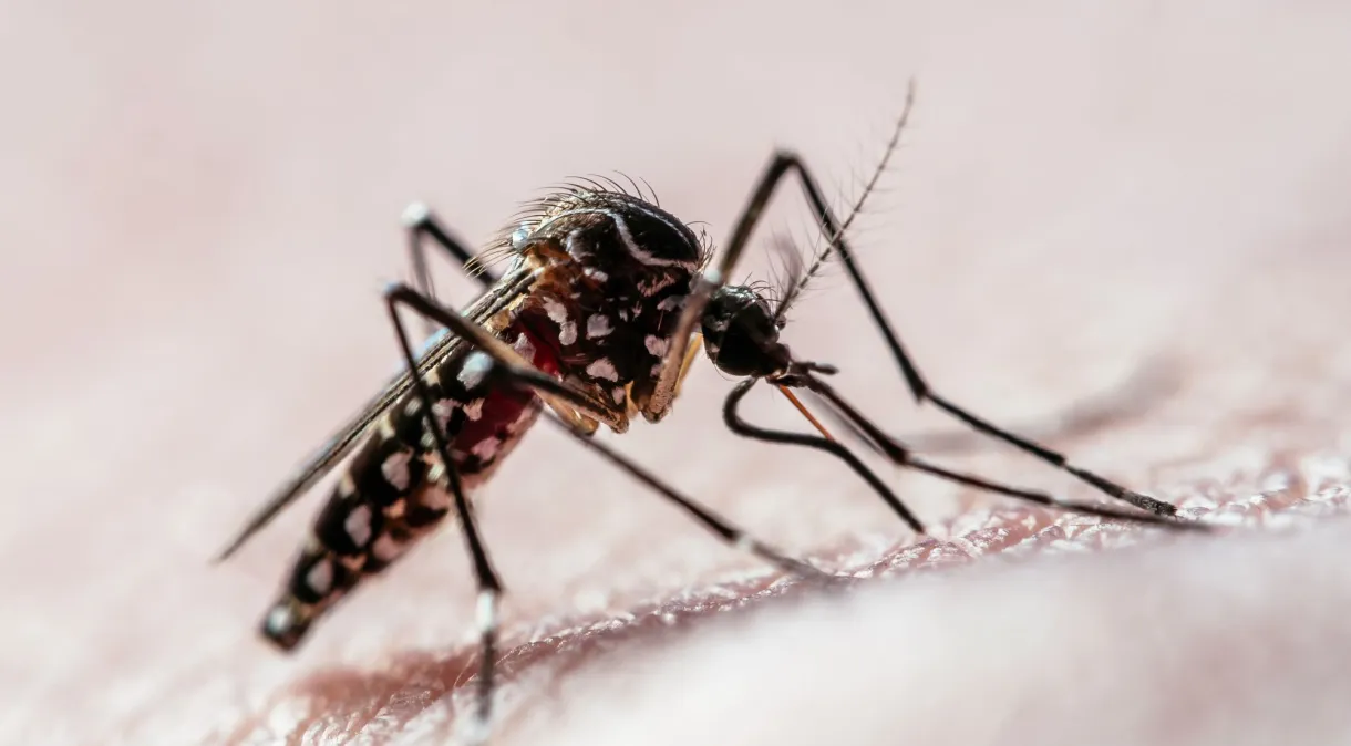 São José dos Campos lidera número de mortes por dengue