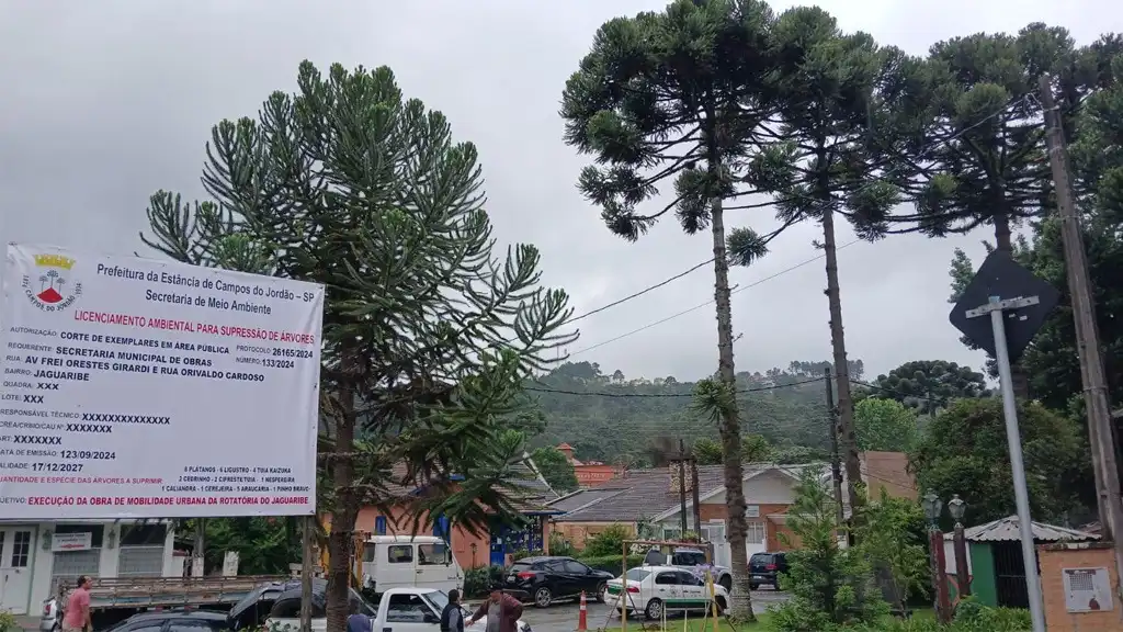 Ambientalistas de Campos do Jordão lançam abaixo-assinado para proteger araucárias