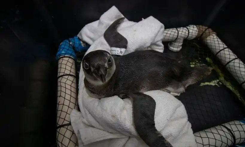 Pinguim debilitado é resgatado por turistas em praia de Ubatuba