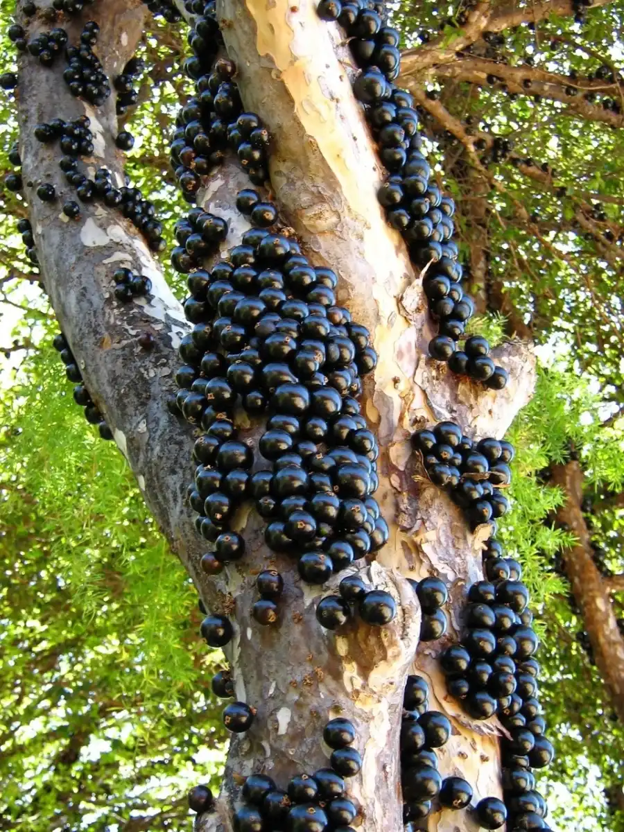 Maior fazenda de jabuticaba do mundo, inova com "open food" direto do pomar