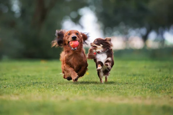 Com brindes e entrada gratuita, Pet Day na Tudo de Bicho acontece neste sábado (23)
