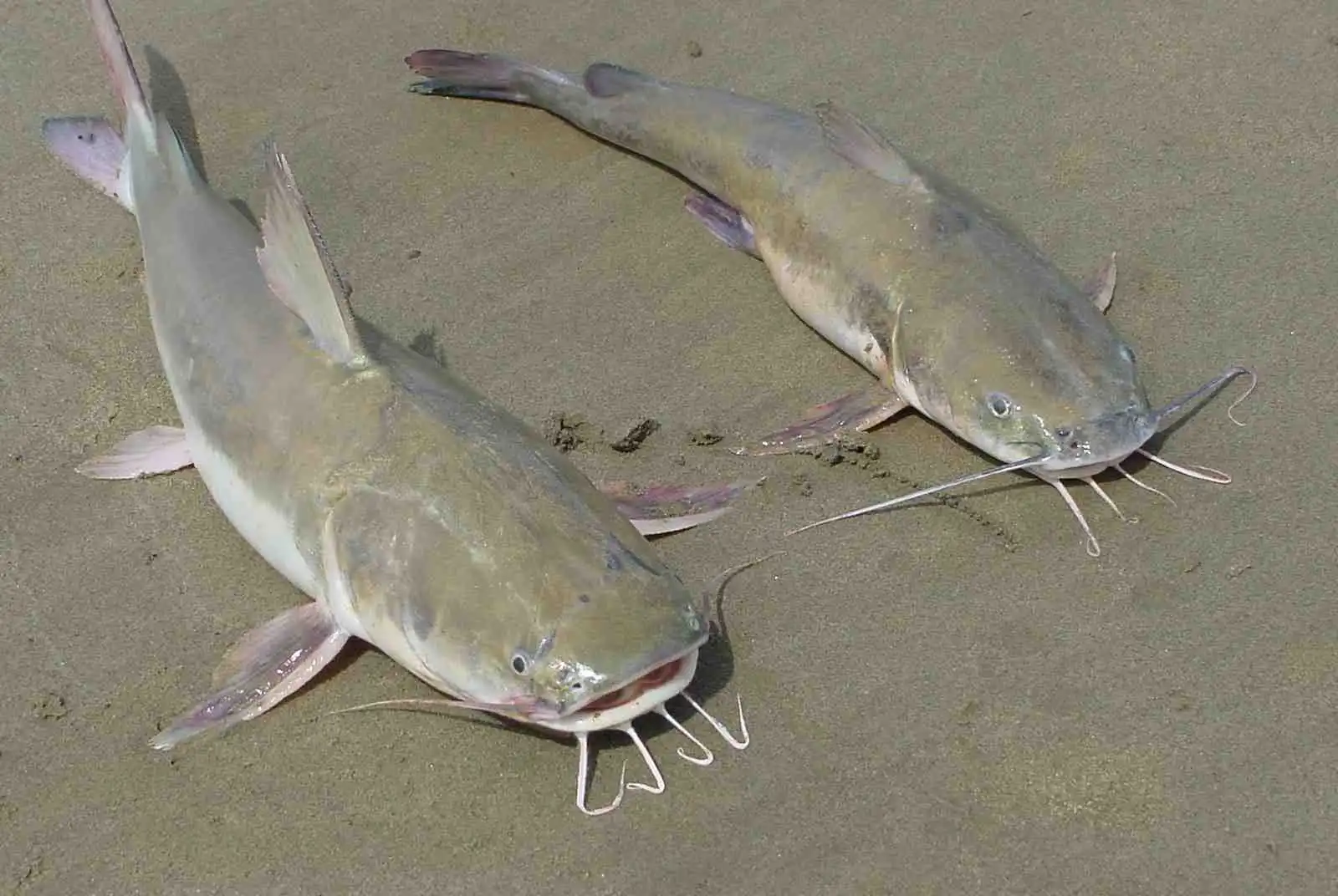 Bagres mortos em praias de Ubatuba motivam alerta do Butantan