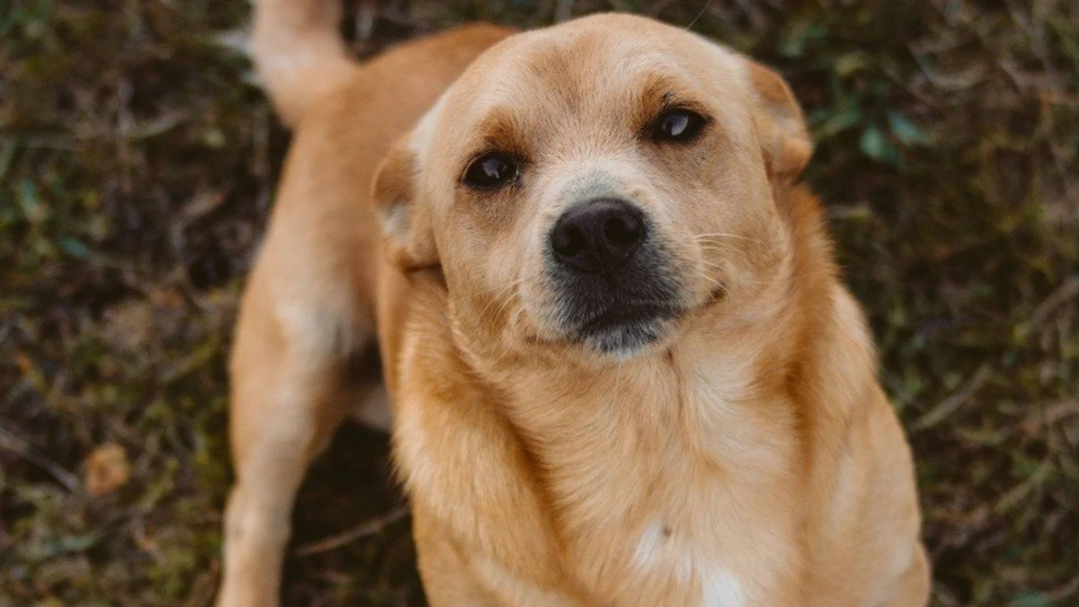Produtos de limpeza comuns podem intoxicar cães e gatos; veja os riscos