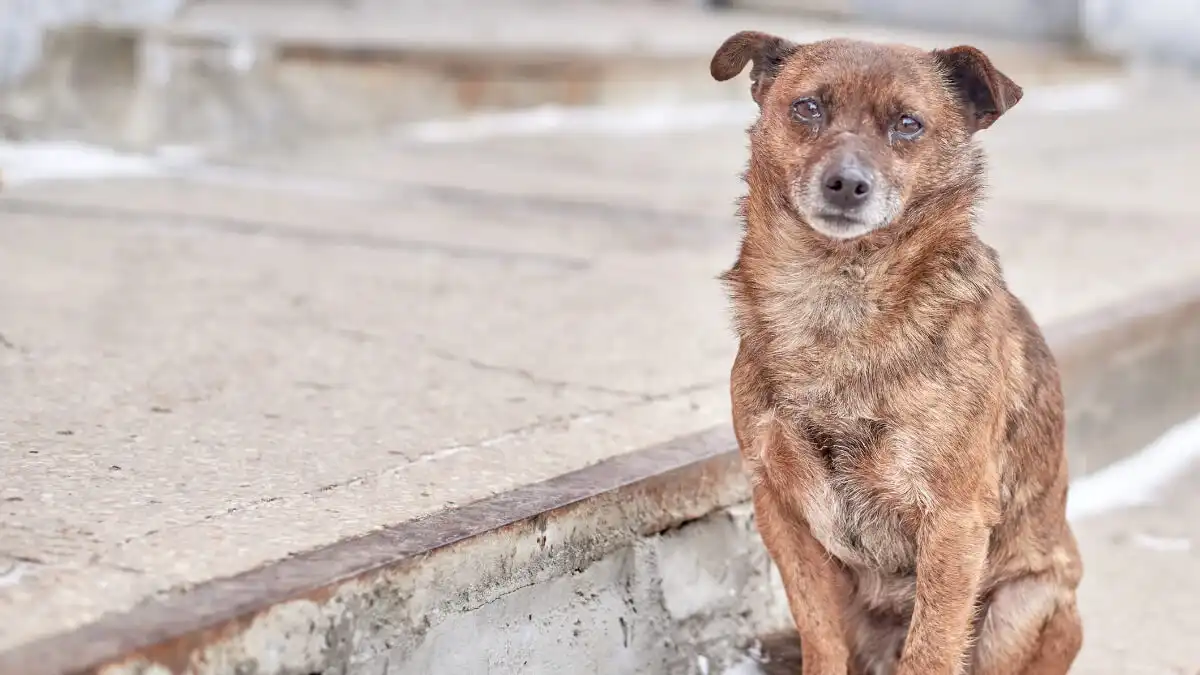 Prefeitura de Taubaté promove o Abril Laranja, mês de conscientização e prevenção contra maus-tratos a animais