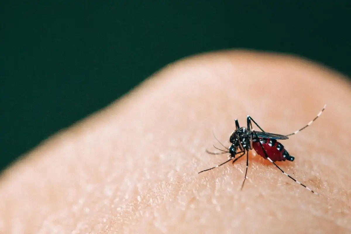 Taubaté confira primeira morte de febre amarela em 2025