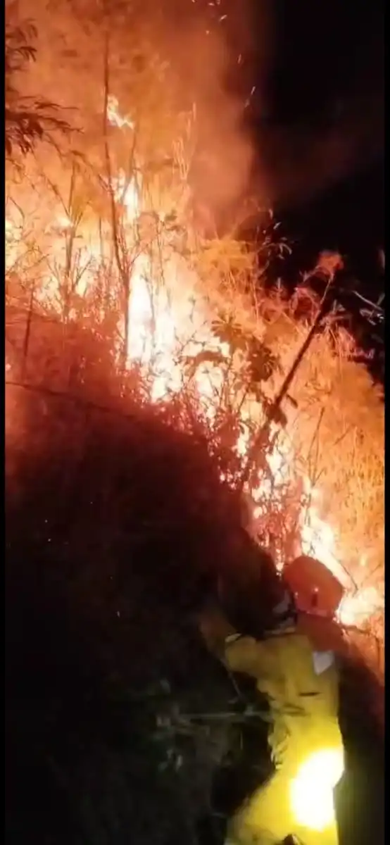 Incêndio atinge 12 mil m² de mata nativa em São Sebastião 