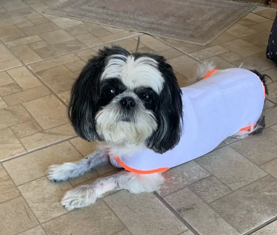 Um mês após ataque de pitbulls, shihtzu Panda se recupera em casa