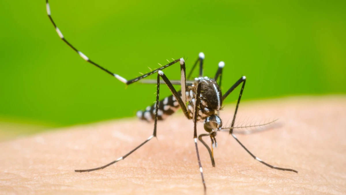 Índice de infestação da dengue volta a subir em São José dos Campos; oito bairros recebem ação neste sábado (31)