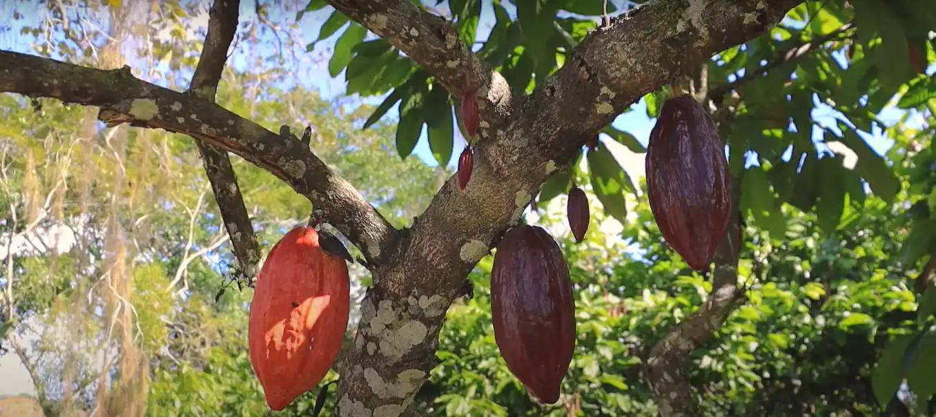 Nestlé convida Aqui Vale para conhecer plantação de Cacau em Ilhéus e programa de ESG