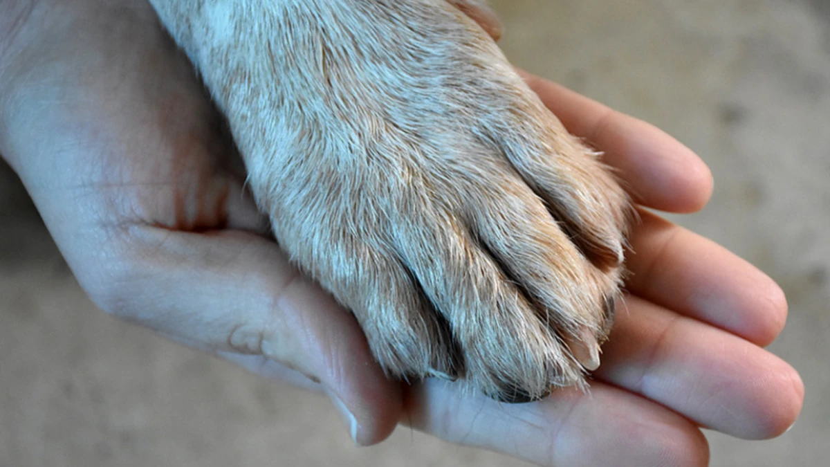Pinda terá cremação gratuita de animais de estimação para famílias em vulnerabilidade