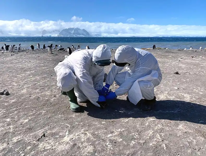 Gripe aviária H5N1 chega à Antártica e acende alerta global, de acordo com a Fiocruz