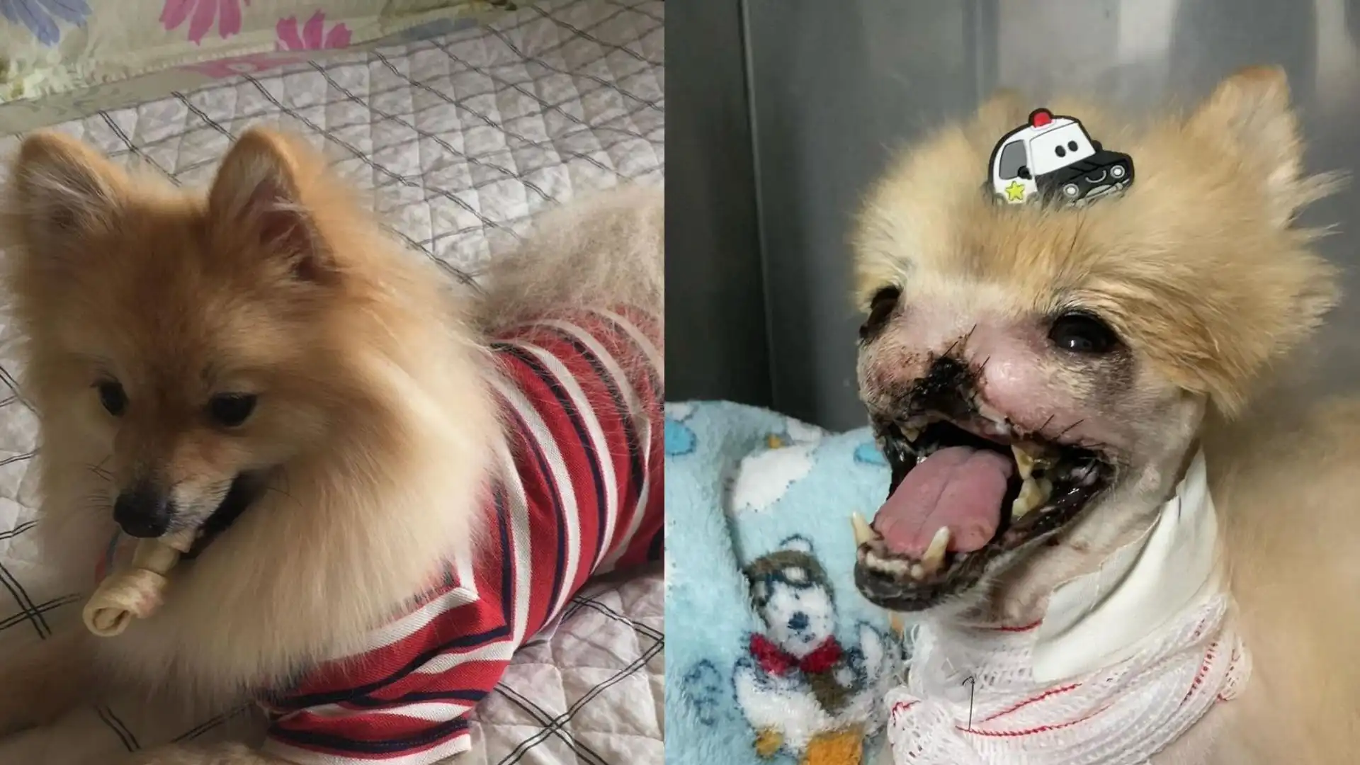 Após ataque a cachorro, família faz vaquinha online para pagar tratamento