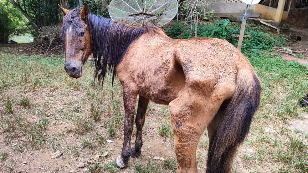 Mulher que alimentava cavalo com refrigerante é autuada por maus-tratos