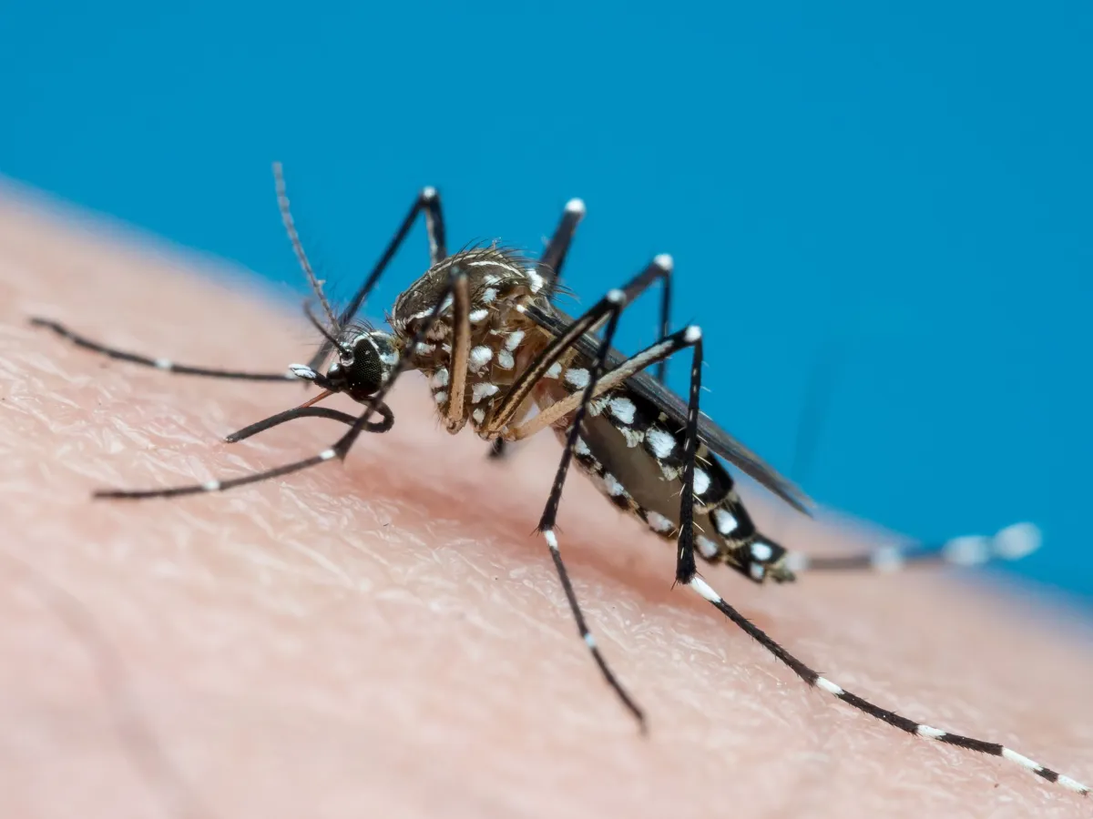 Dengue coloca 14 cidades em estado de emergência; três cidades do Vale estão entre elas