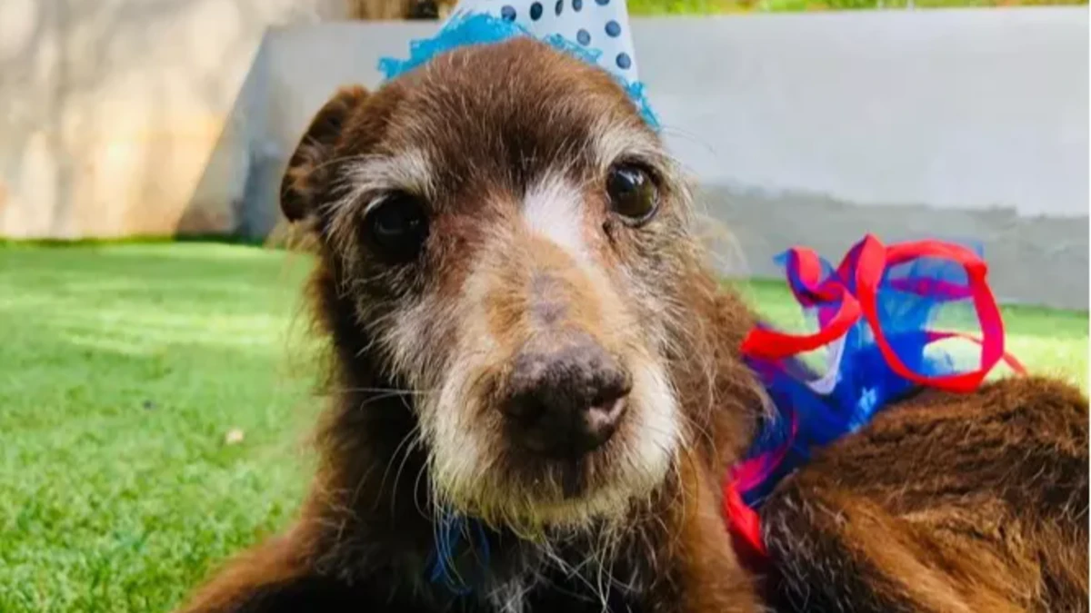 Cães podem viver mais? Pesquisadores buscam formas de prolongar a vida dos pets