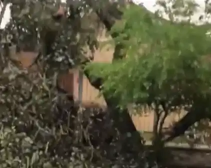 Árvore cai em casa, derruba poste e deixa família sem energia elétrica