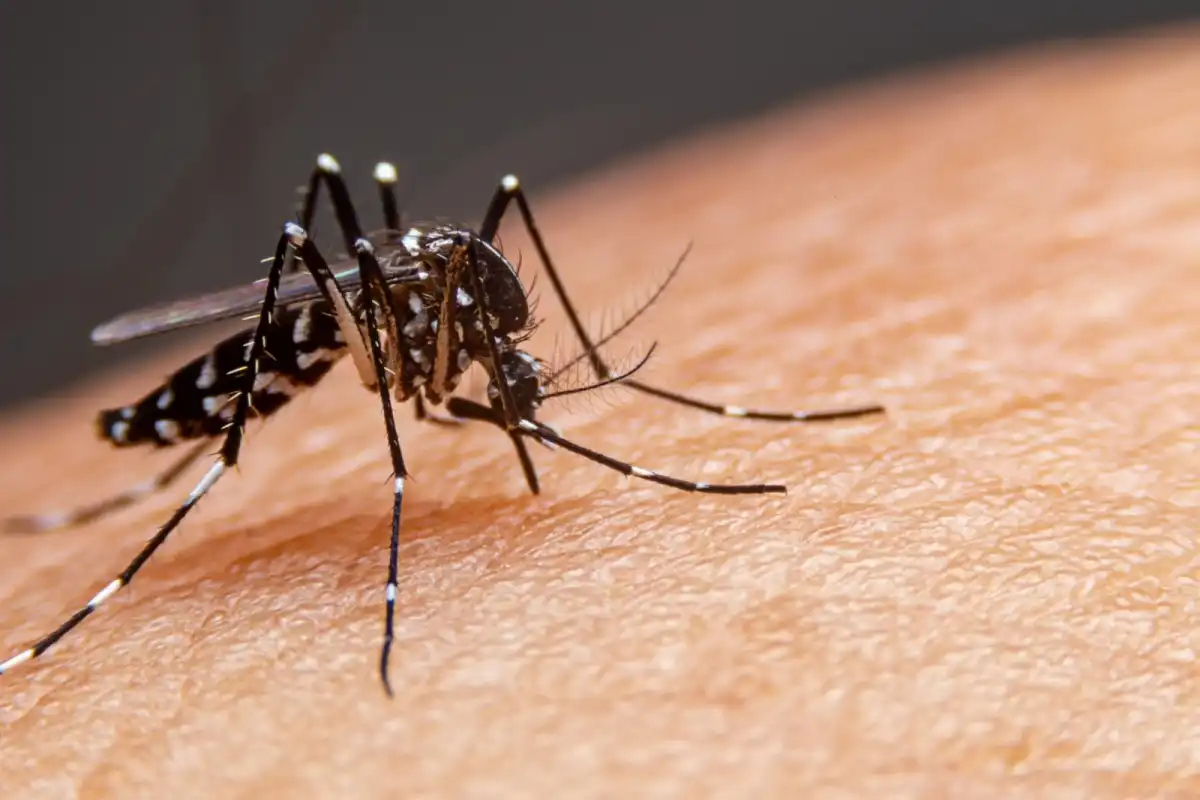 Taubaté entra em situação de alerta para a dengue
