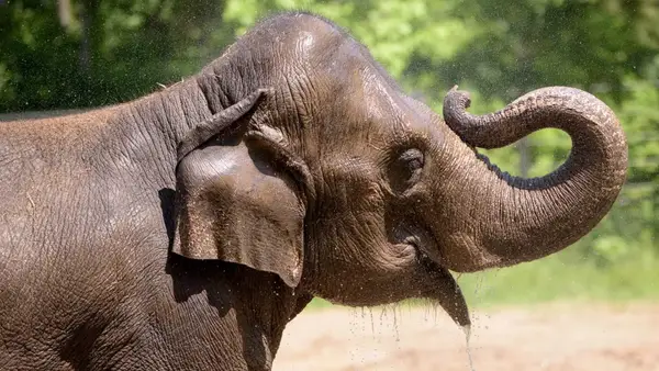 Elefanta morre de “susto” após cachorro invadir zoológico
