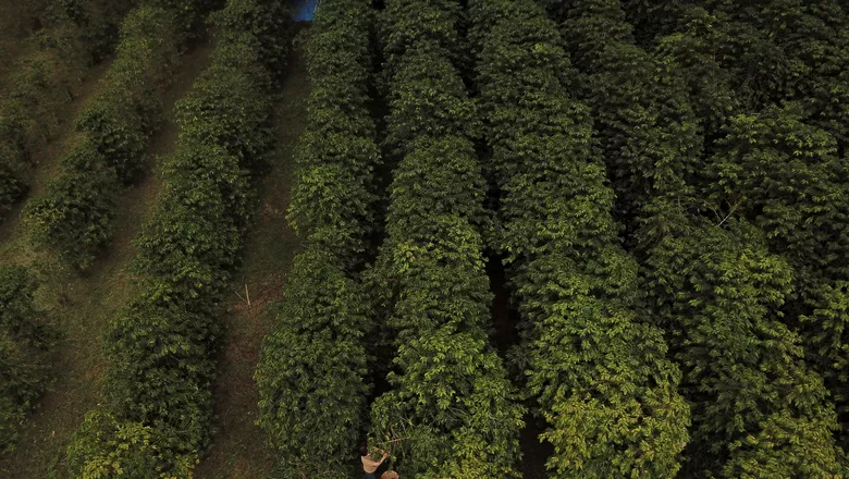 Com café em alta, SP abre as portas do maior cafezal urbano do mundo