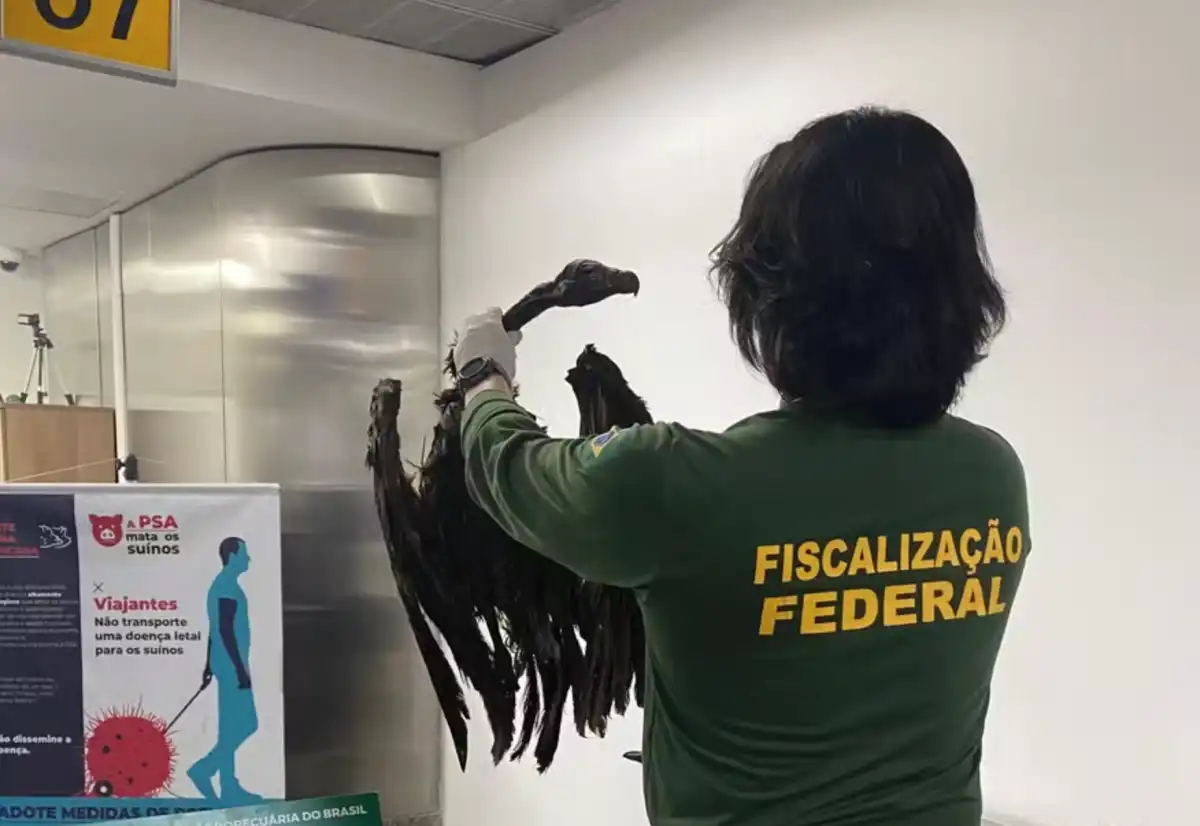 Aeroporto de Guarulhos barra carga de 102 kg com ratos empalados e abutres mortos
