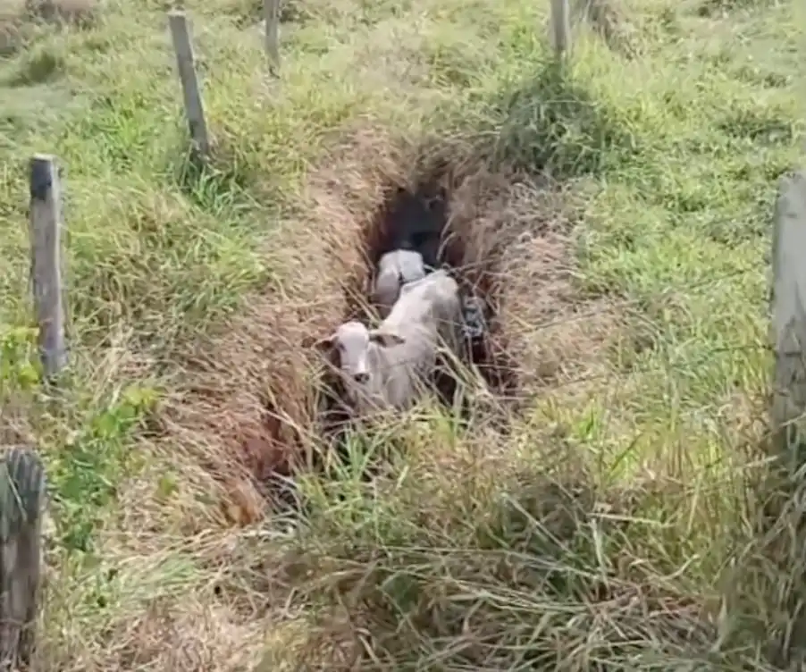 Bezerros são encontrados presos em buraco e mobilizam resgate em São José; veja o vídeo