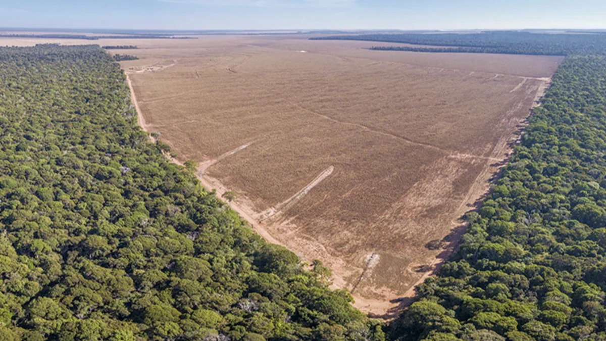 Desmatamento no Amazonas cai 27%, mas estado segue entre os que mais derrubam floresta no país