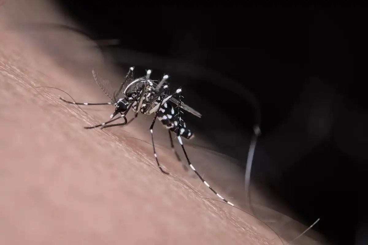 Vale do Paraíba totaliza 33 mortes por dengue