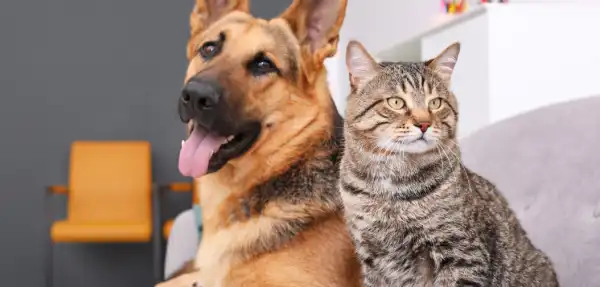 Lei Estadual: proteção, saúde e bem-estar na criação e comercialização de cães e gatos