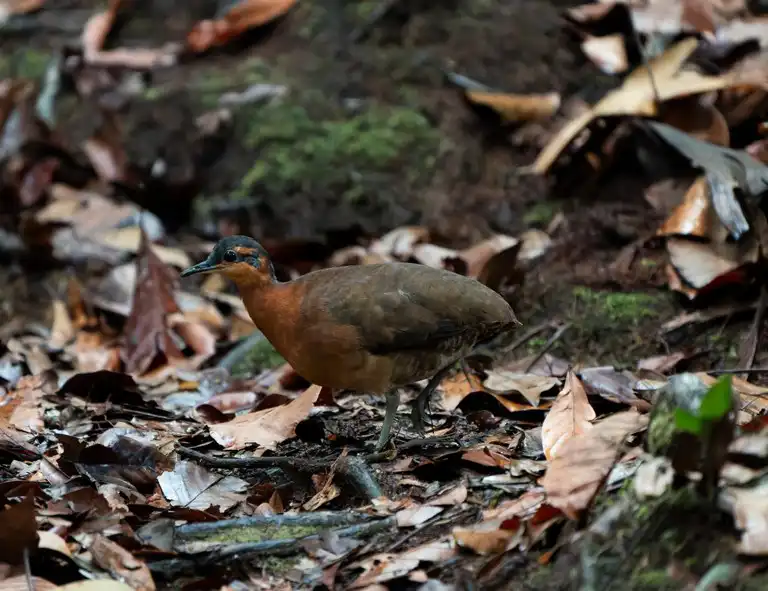 Nova ave exclusiva da Serra do Divisor é descoberta no Acre 
