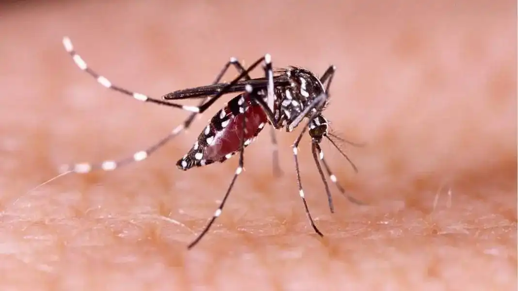 São José decreta estado de emergência por epidemia de dengue