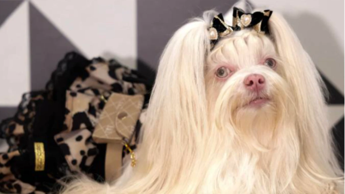 Animais de pelo claro exigem cuidados especiais com pele e pelagem