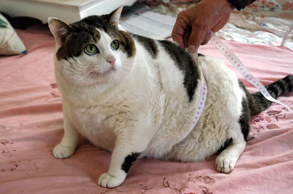 Empresa cria “caneta emagrecedora”para gatos e cachorros