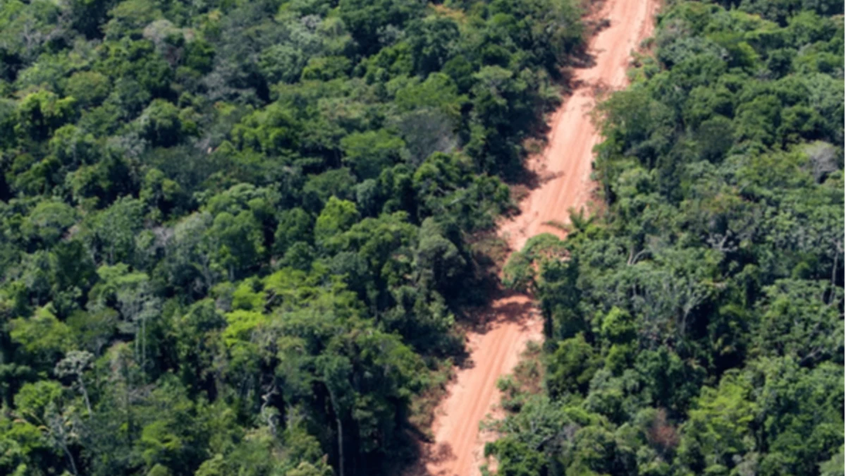 Amazônia e Cerrado registram menor desmatamento da história em 2026